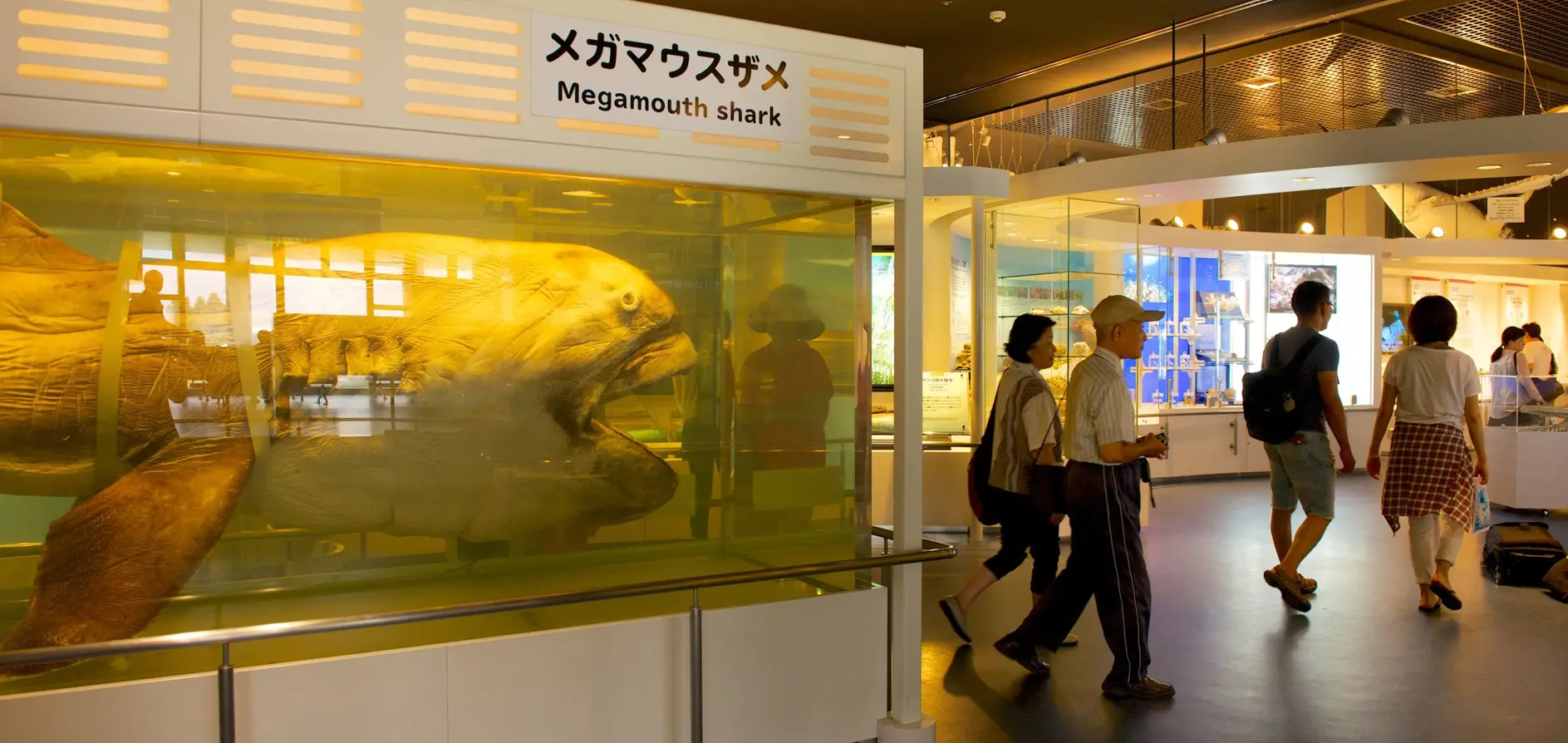 Okinawa Churaumi Aquarium Tours and Activities